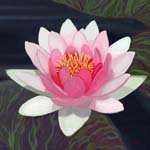 WaterLily1